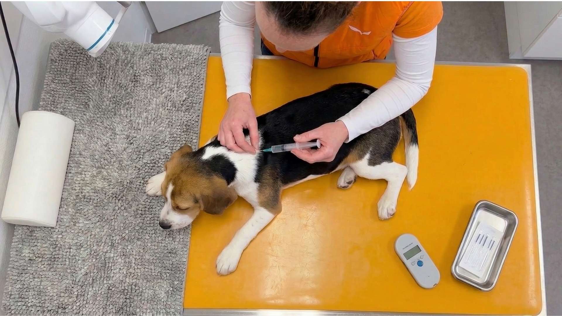 Impfung eines Hundes in der Tierarztpraxis vet4balance in Arnsberg